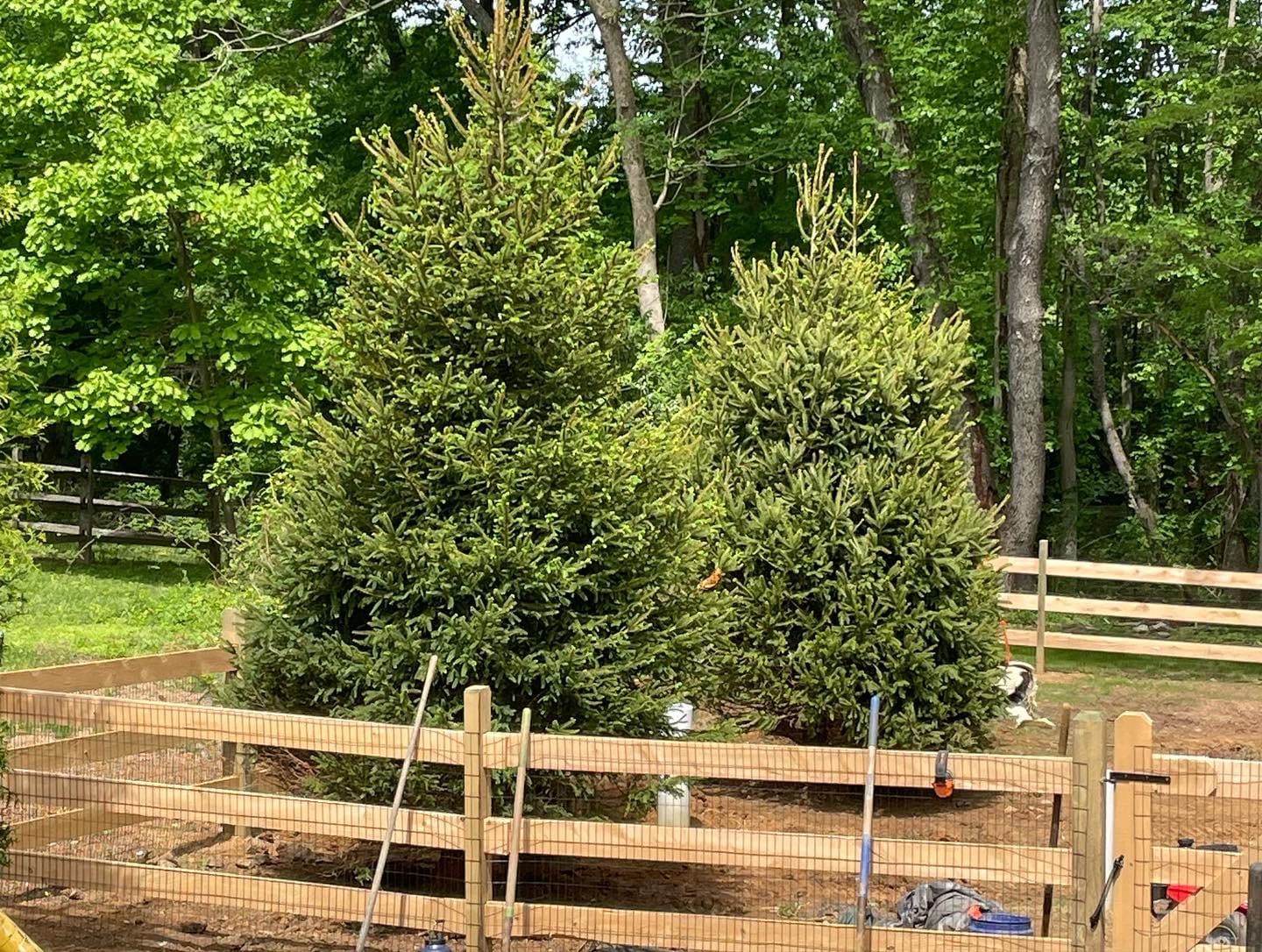 Large Tree installation